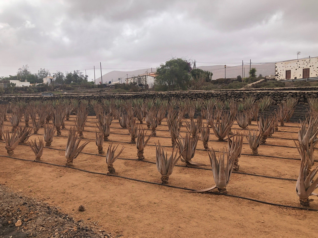 Finca Canarias Aloe Vera景点图片