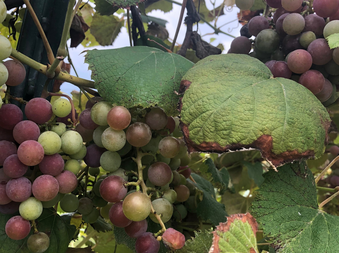 Apple Creek Vineyard & Winery-Friedheim必去景点