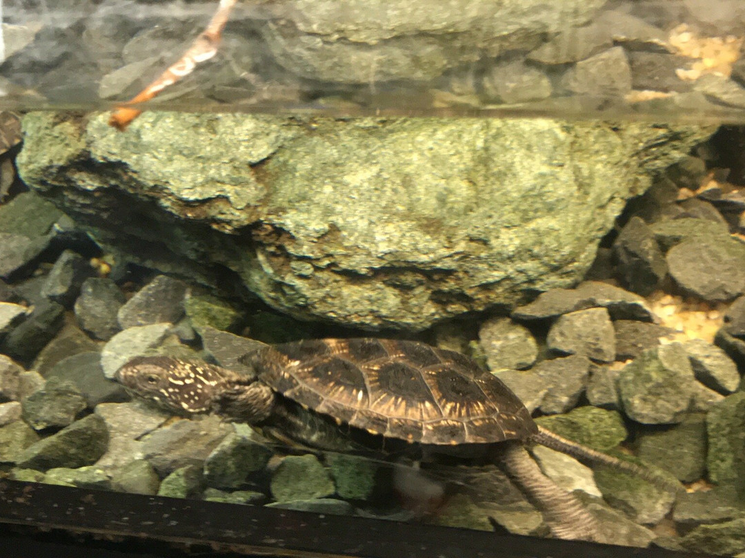 Vivarium Elapsoidea-梅林必去景点