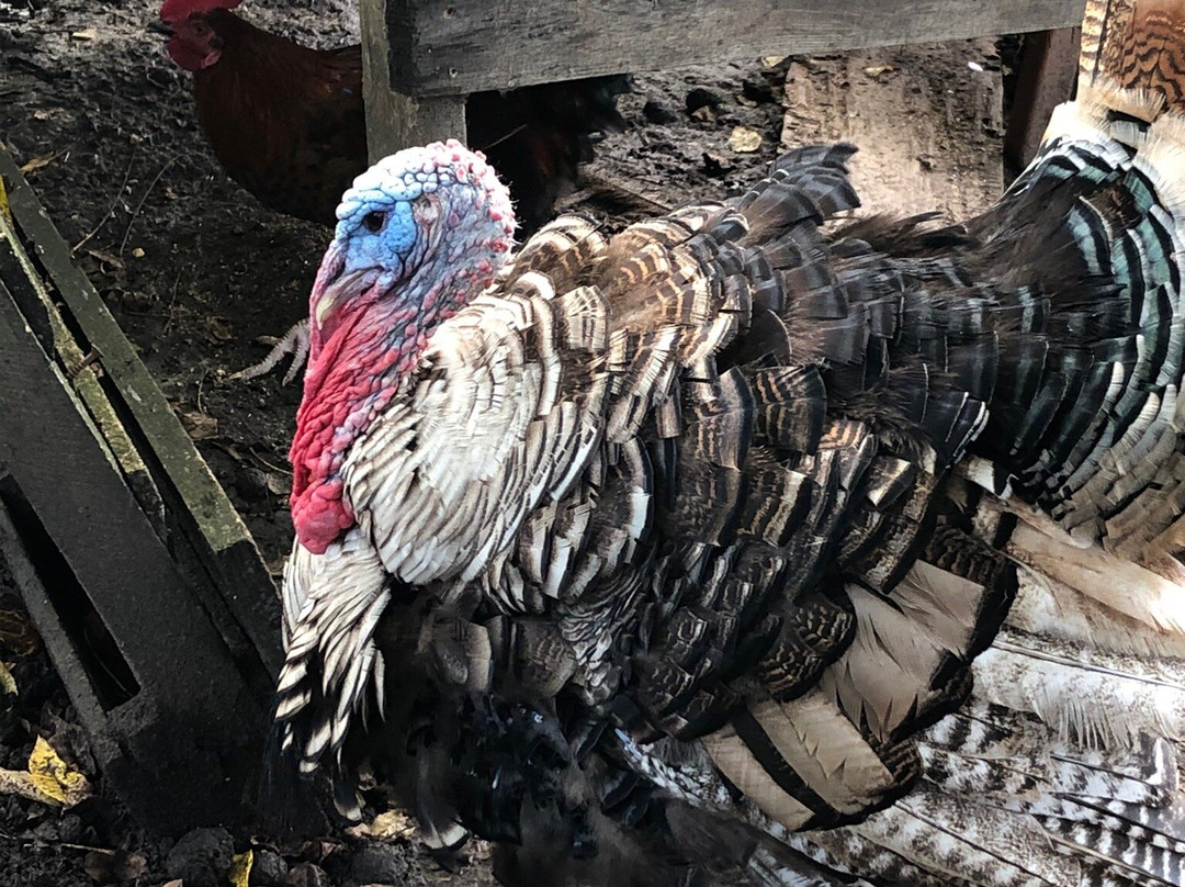 Just Kik-N-It Ranch Outfitters-Livingston必去景点