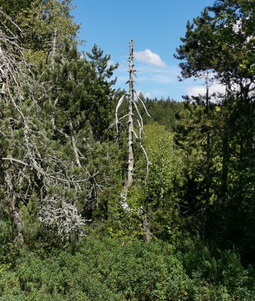 La tourbiére de Prénovel-Prenovel必去景点