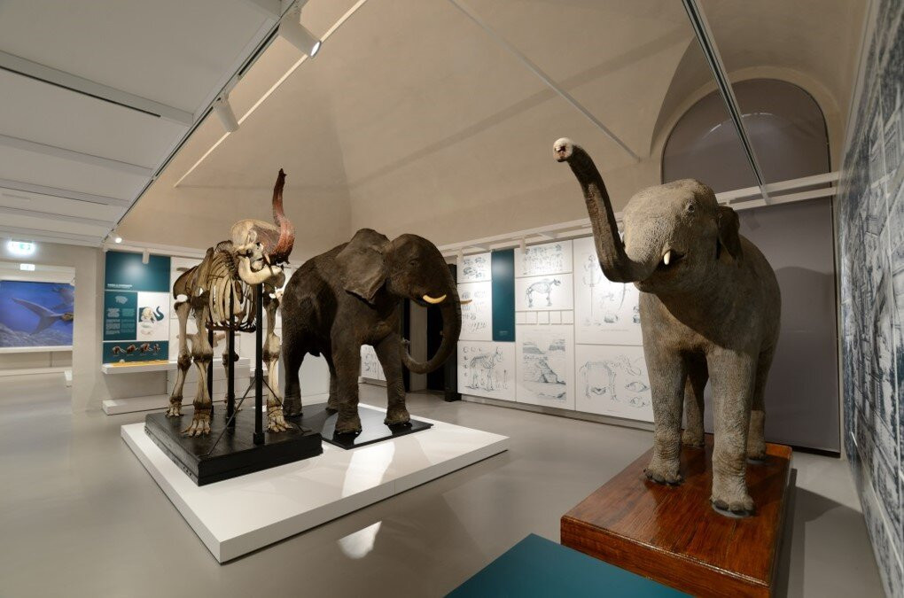 Kosmos - Natural History Museum
