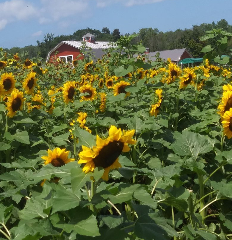 Wickham Farms-Penfield必去景点