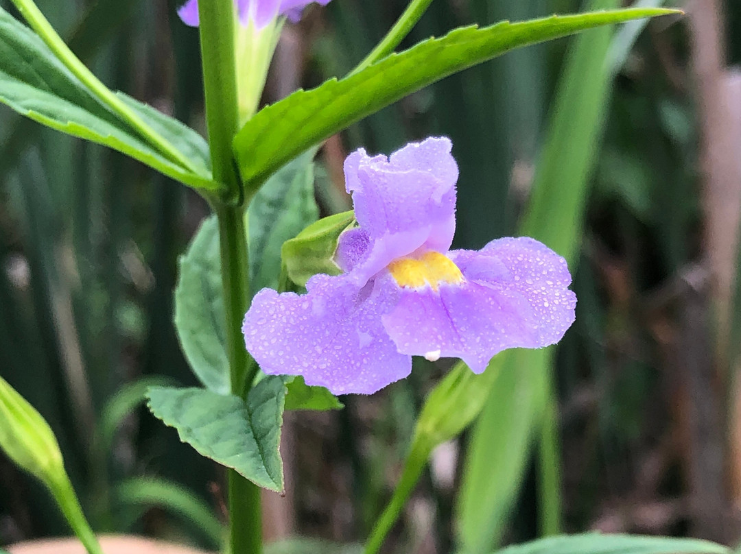 Fitzgerald Lake Conservation Area景点图片