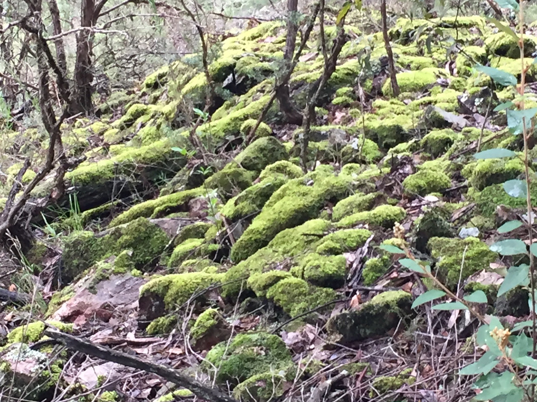 Youngs Creek Falls-Orbost必去景点