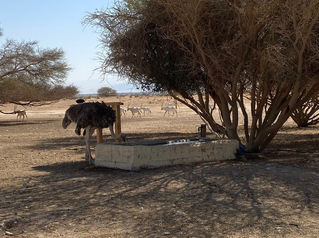 Hai Bar - Wildlife Reserve-埃拉特必去景点
