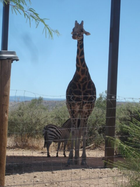 Out Of Africa Wildlife Park-Camp Verde必去景点