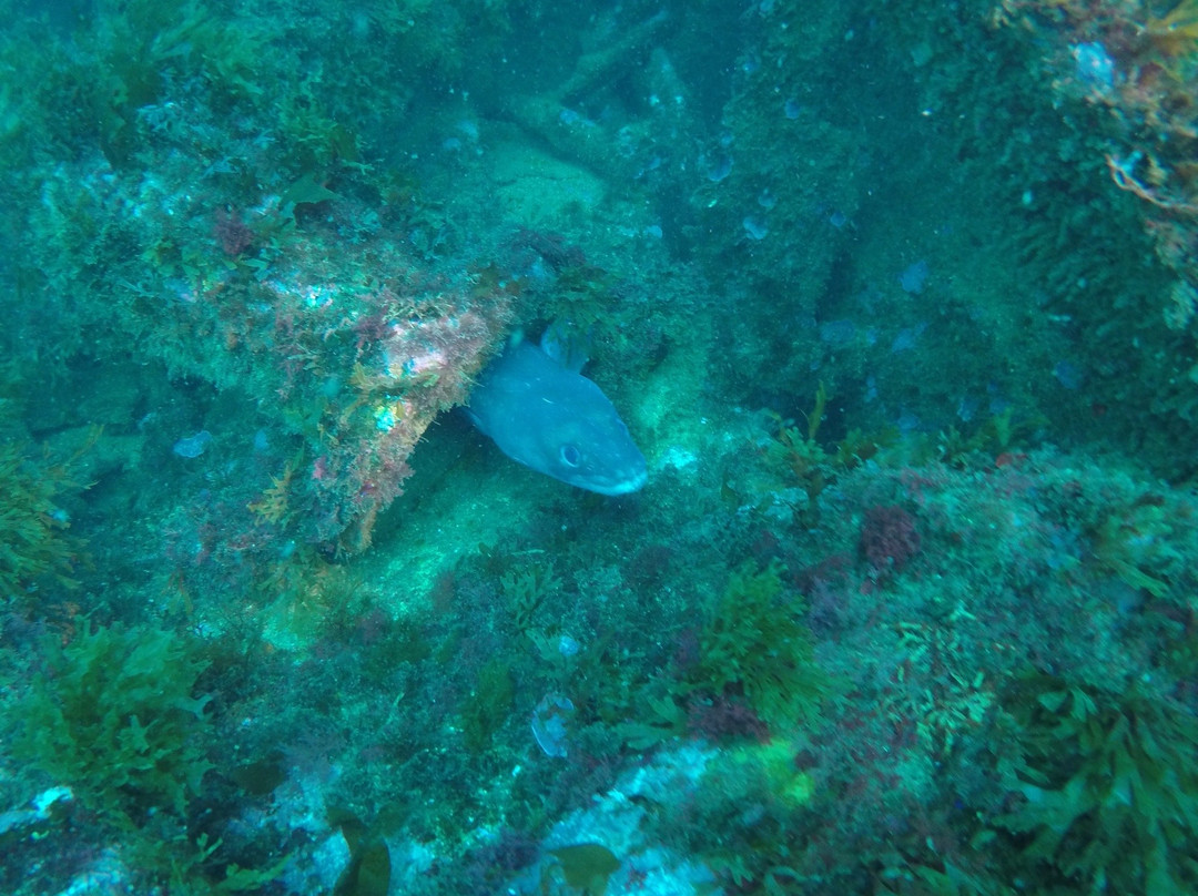 Haliotis Sesimbra-塞新布拉必去景点