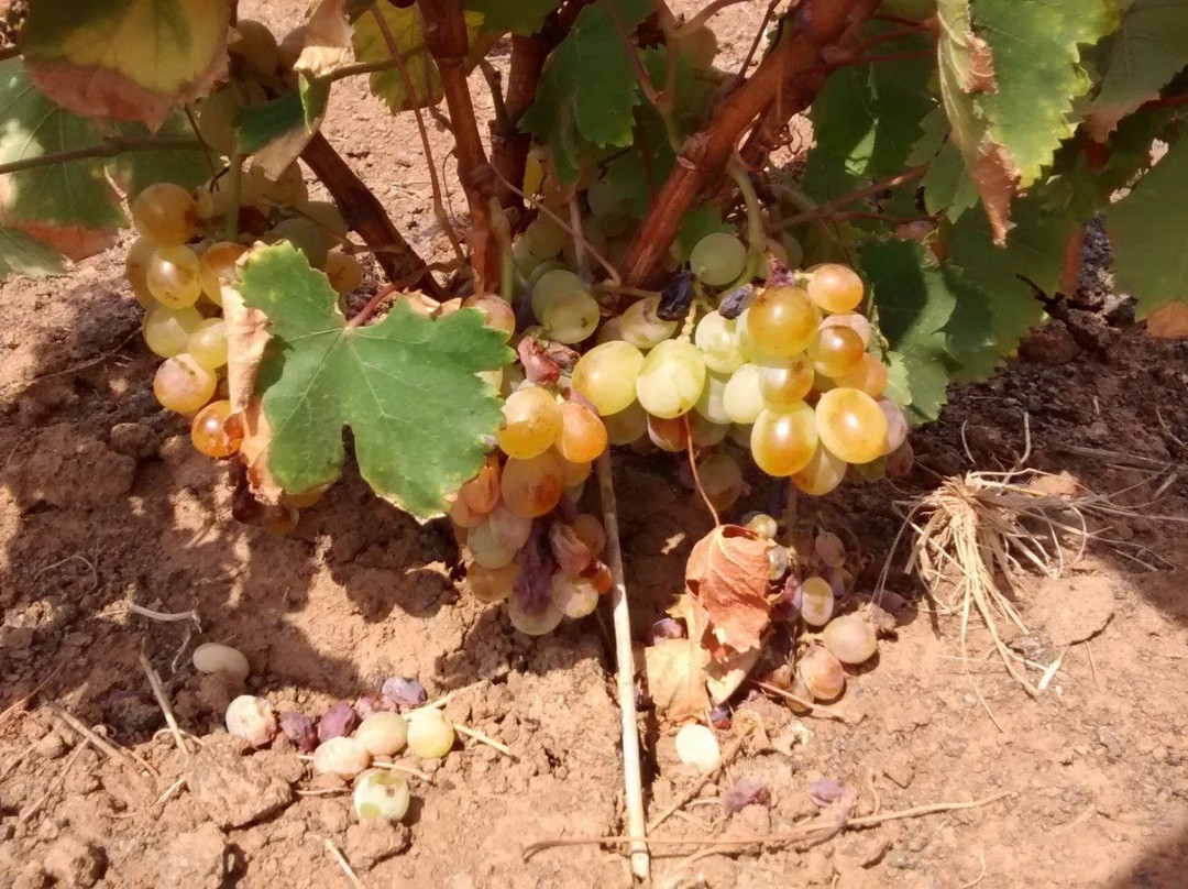 Azienda Vinicola Gabriele景点图片