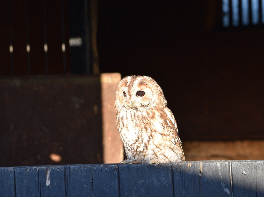 Birds of Prey Centre-Wilstead必去景点