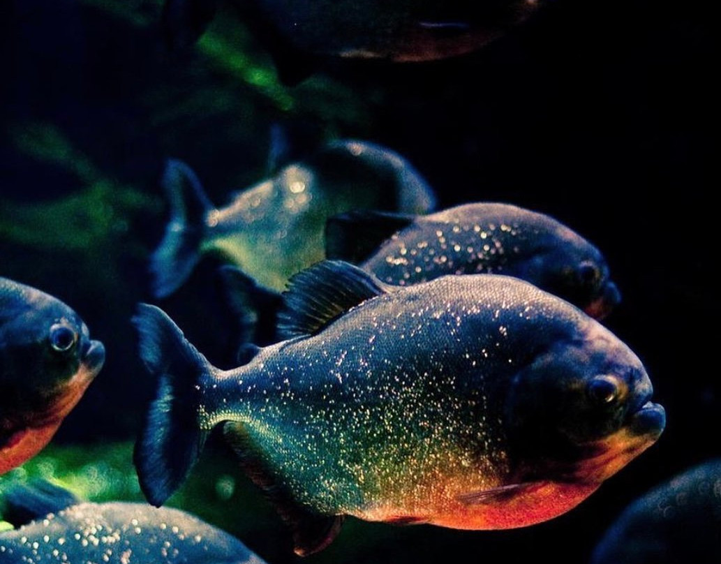 Oceanarium-喀山必去景点
