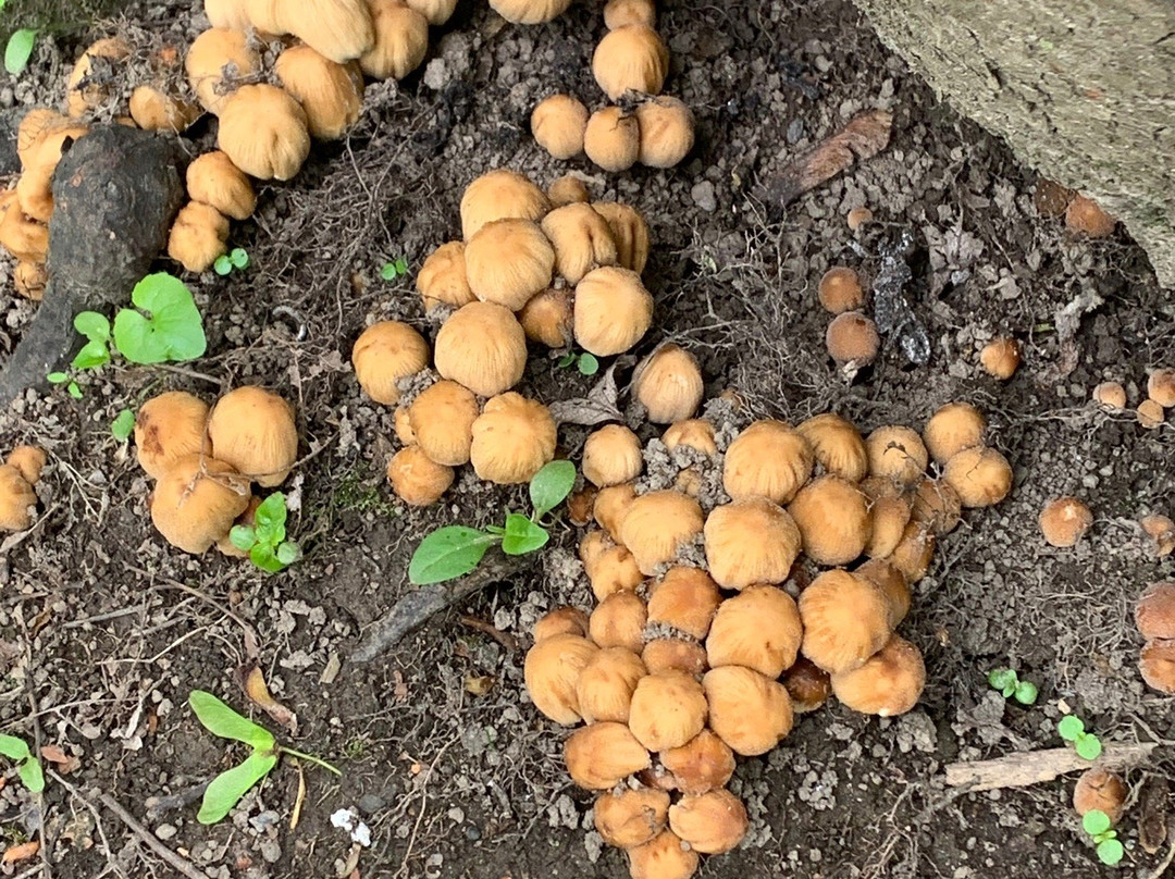 Ironton Rail Trail-Whitehall必去景点