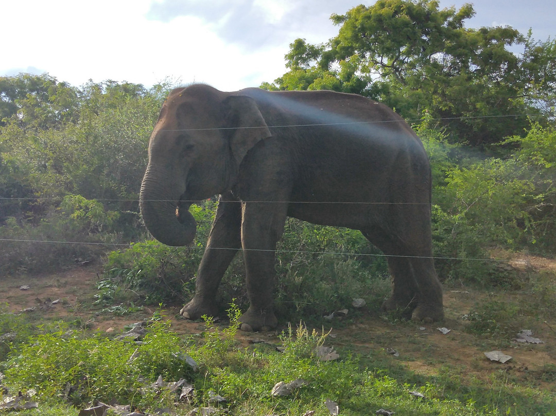 Lunugamvehera National Park-Tanamalwila必去景点