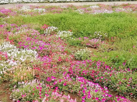 Sodegaura Park-袖浦市必去景点