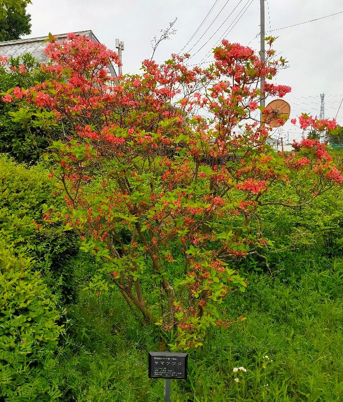 Sayama City Urban Botanical Garden-狭山市必去景点