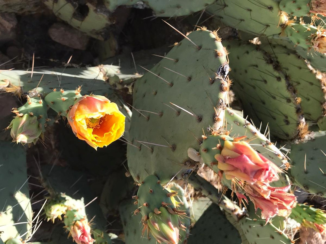 Lost Dog Wash Trail-斯科茨代尔必去景点