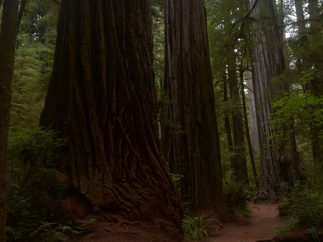 Boy Scout Big Tree Trail景点图片