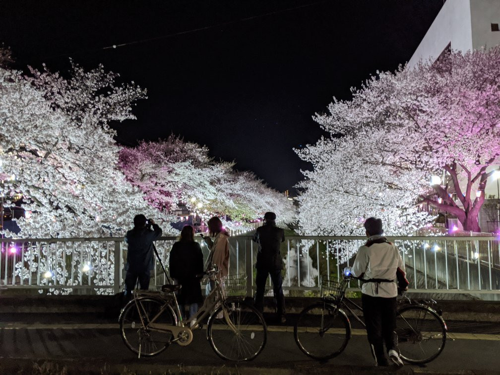 Misawa River Cherry Blossoms-稻城市必去景点
