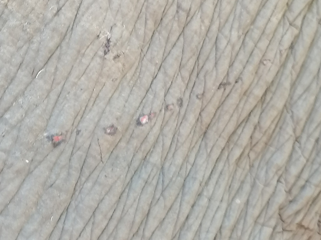 快乐大象山林小屋主图