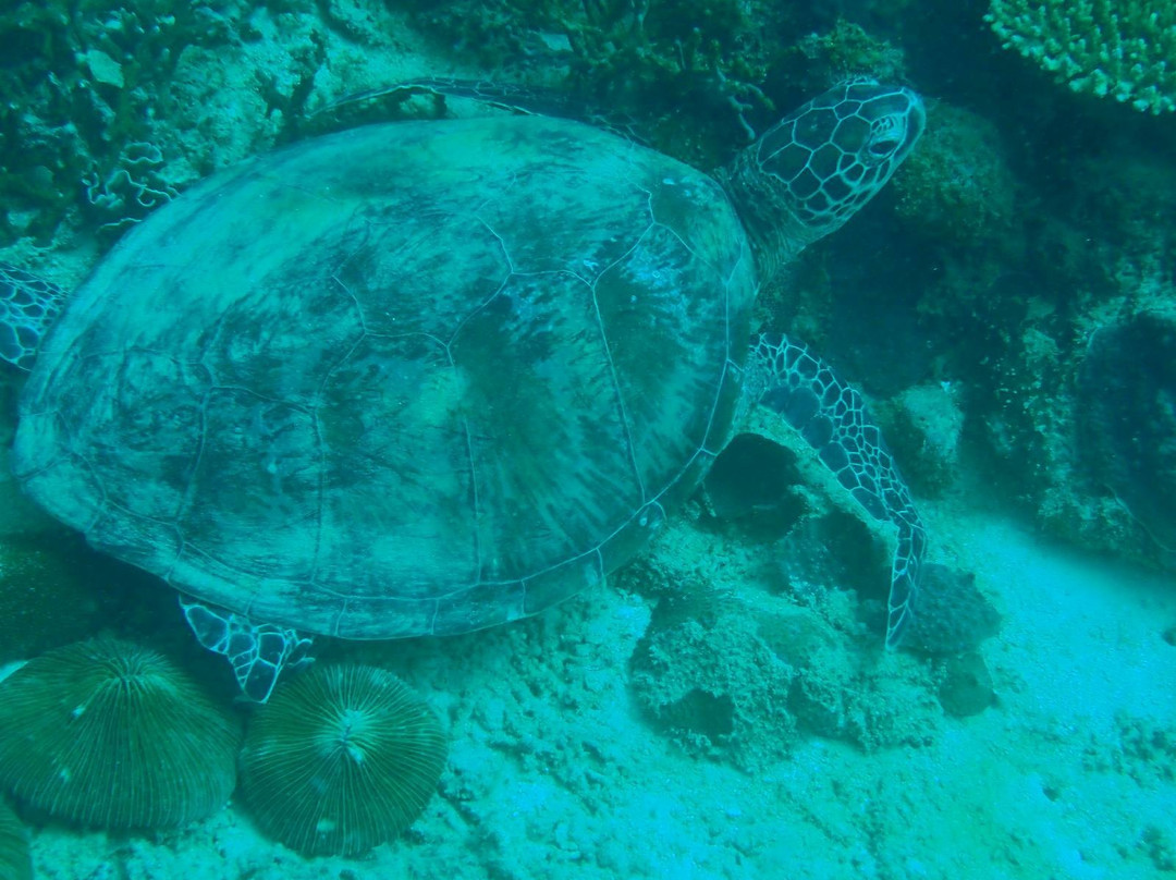 Bigfin Divers-哥打毛律必去景点