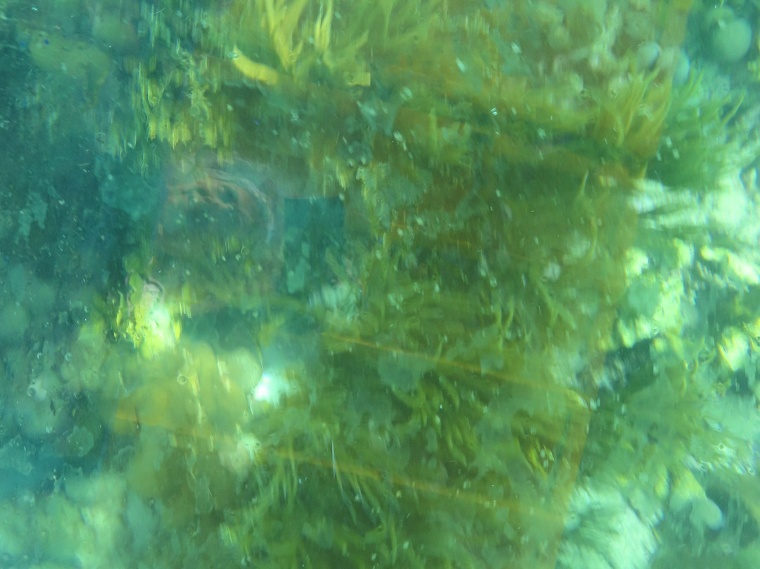 Buccoo Reef-多巴哥必去景点