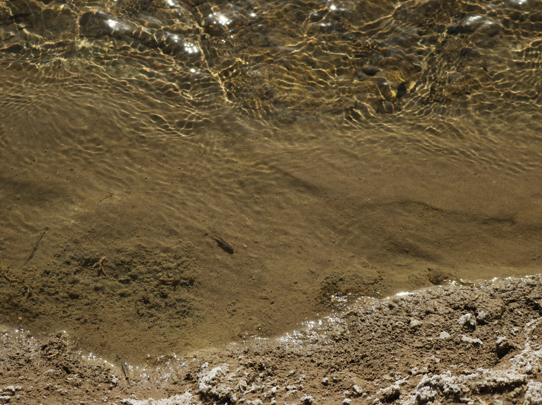 Salt Creek Interpretive Trail-死亡谷国家公园必去景点