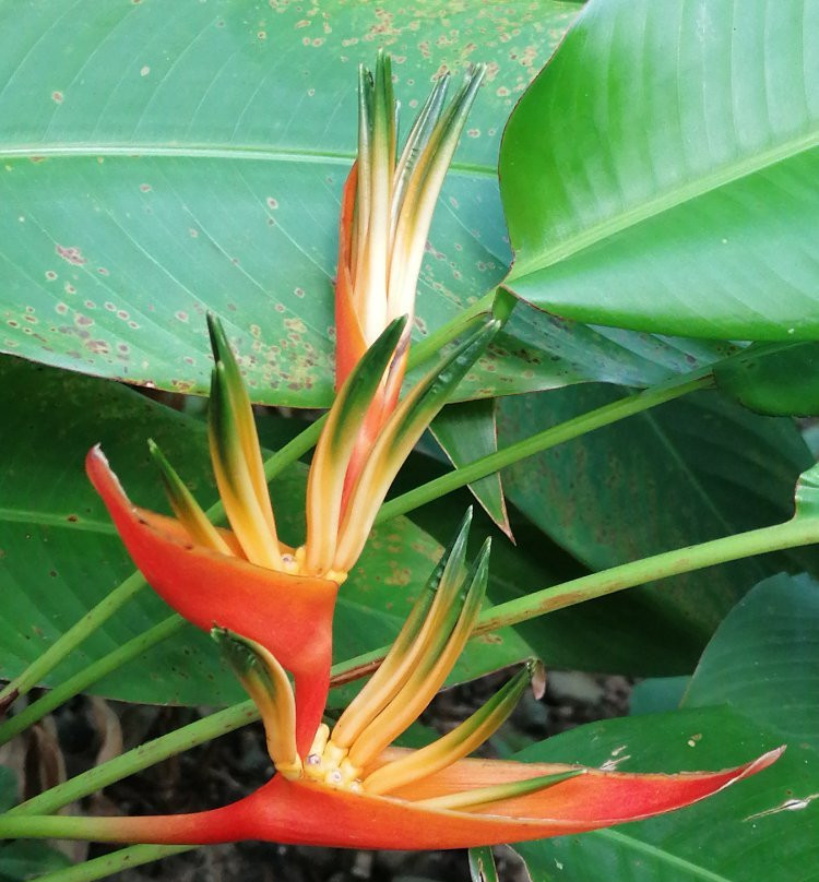 Ecotours Jardin Creole-Le Marin必去景点