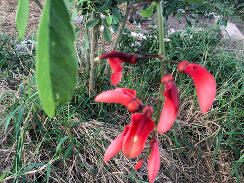 Aguila Grande Fuera del Tiempo Park