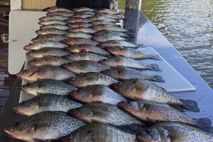 BigCrappie.com Fishing Guide Service-Gun Barrel City必去景点