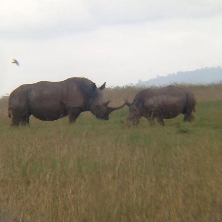 Solio Game Reserve-涅里必去景点