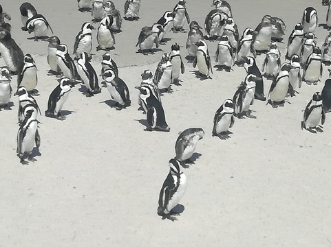 James Daniel Boro-开普敦中心区必去景点