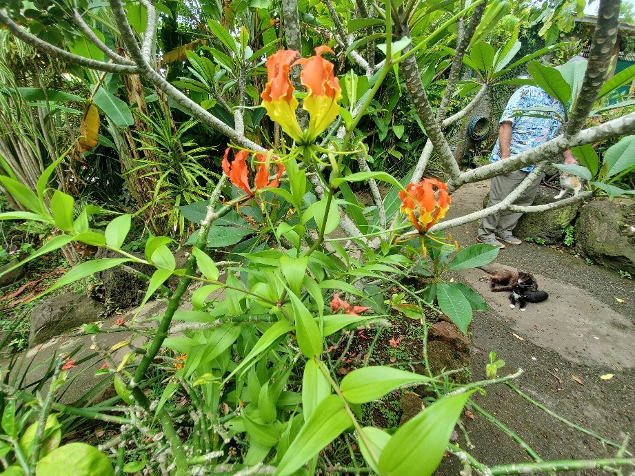 Jardin Tau Kiani Rapa Nui-安加罗阿必去景点