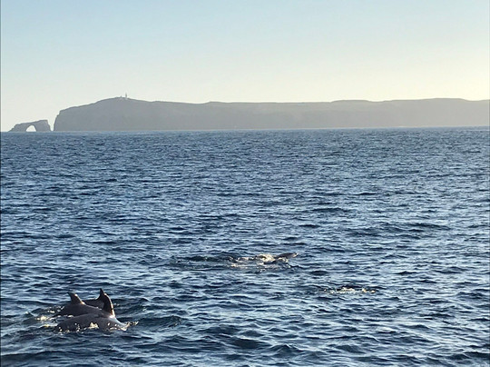 Channel Islands National Marine Sanctuary-峡岛国家公园必去景点
