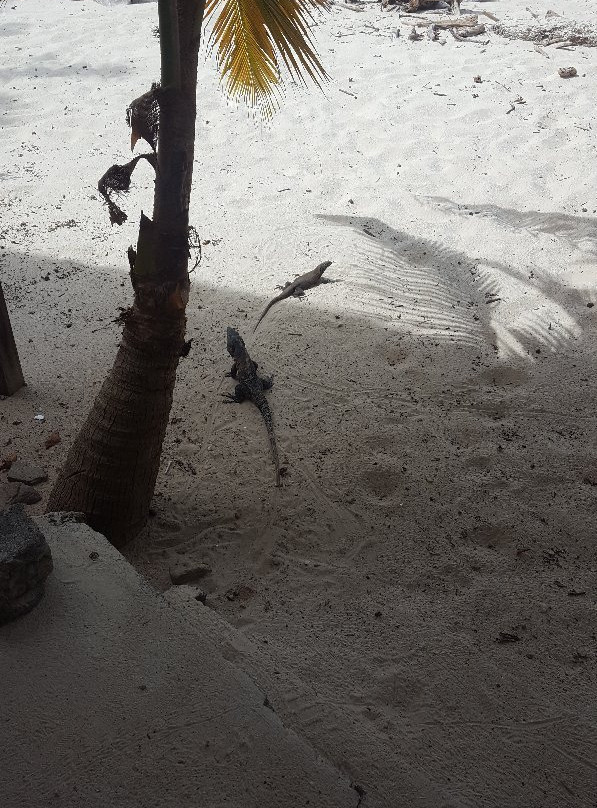 Isla Iguana景点图片