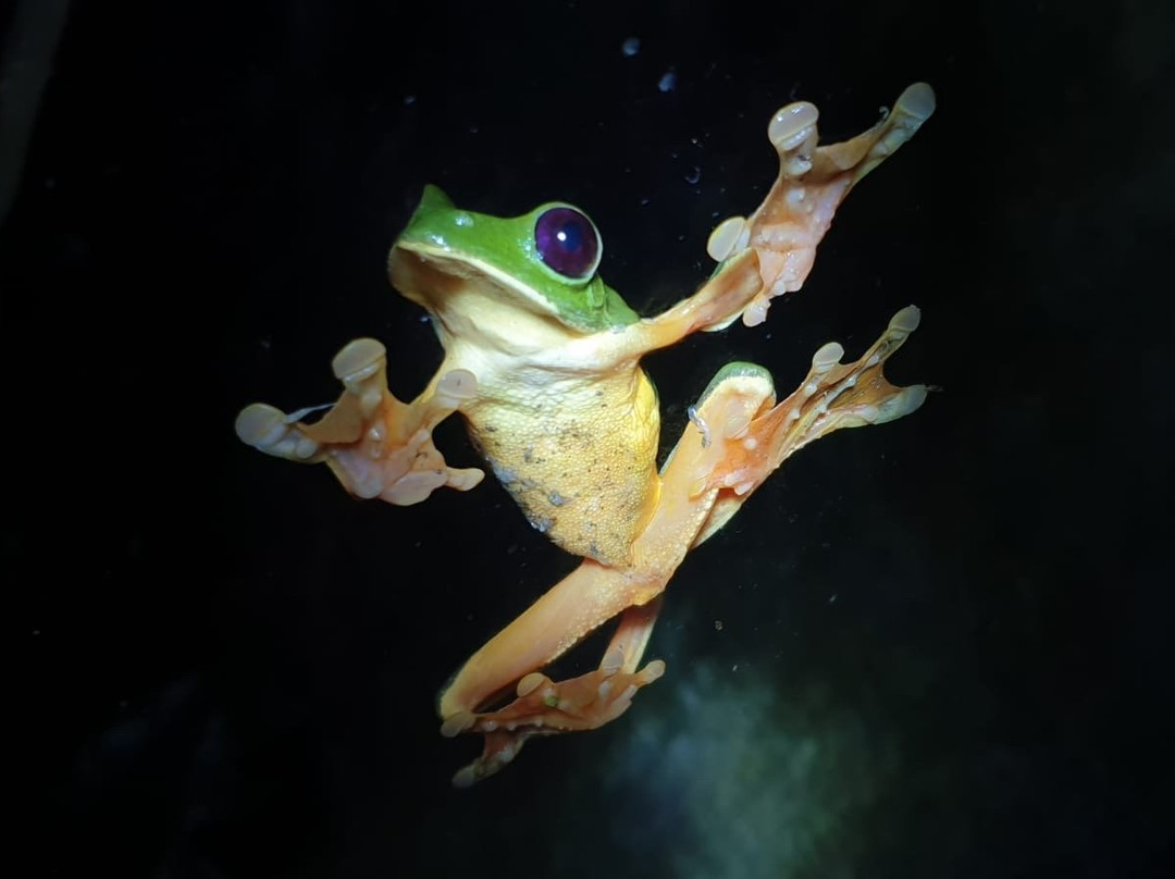 Hotel Cipreses Monteverde主图