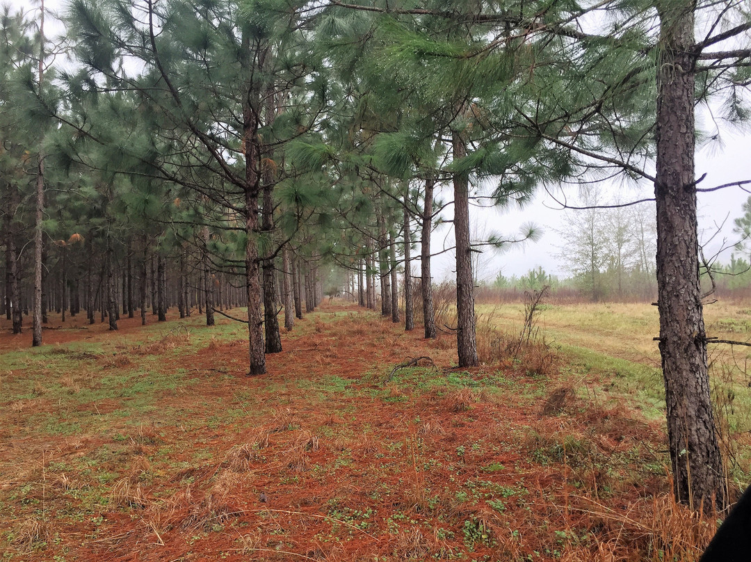 Woodpecker Trail Olive Farm-Glennville必去景点