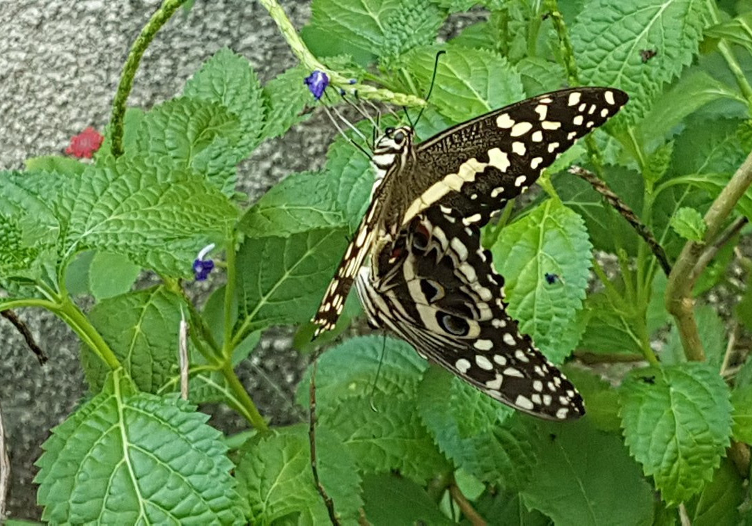 Kipepeo Butterfly House-Gede必去景点
