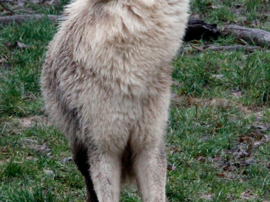 Parc Animalier De Sainte-croix景点图片