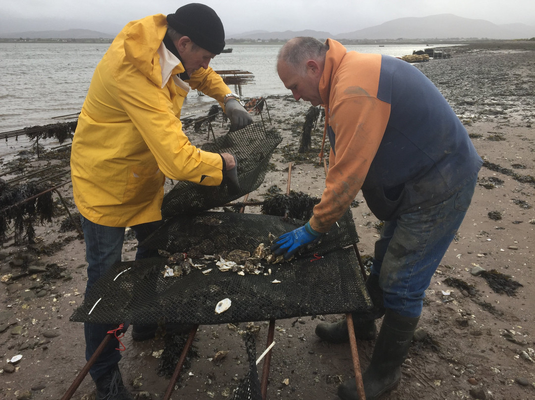 Kerry Premium Oysters-Killorglin必去景点