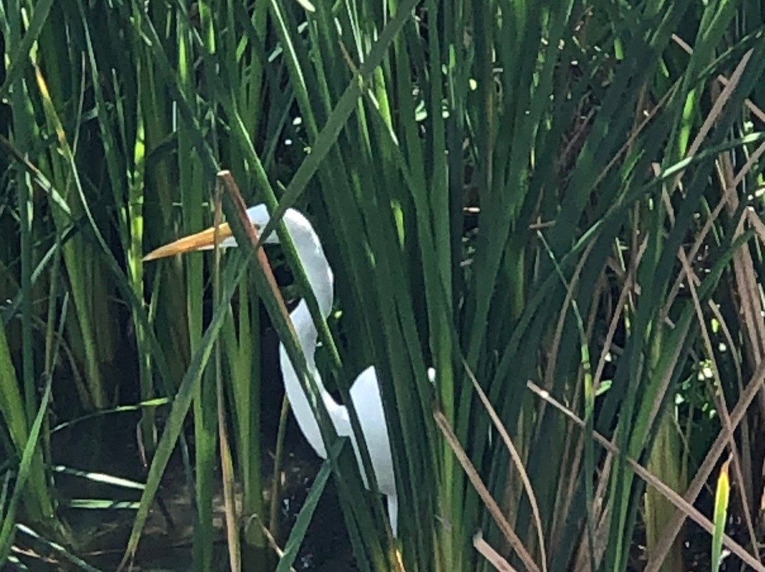 Port Aransas Nature Preserve at Charlie's Pasture景点图片