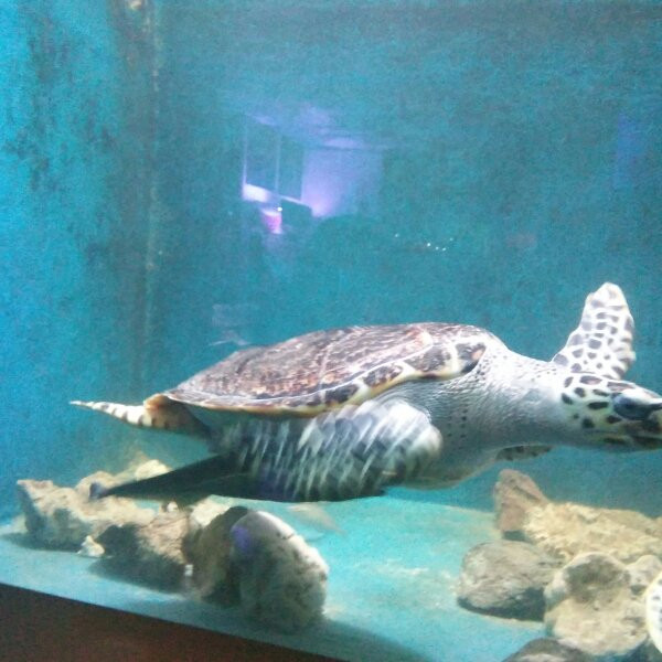 Batu Maung旅游攻略图片