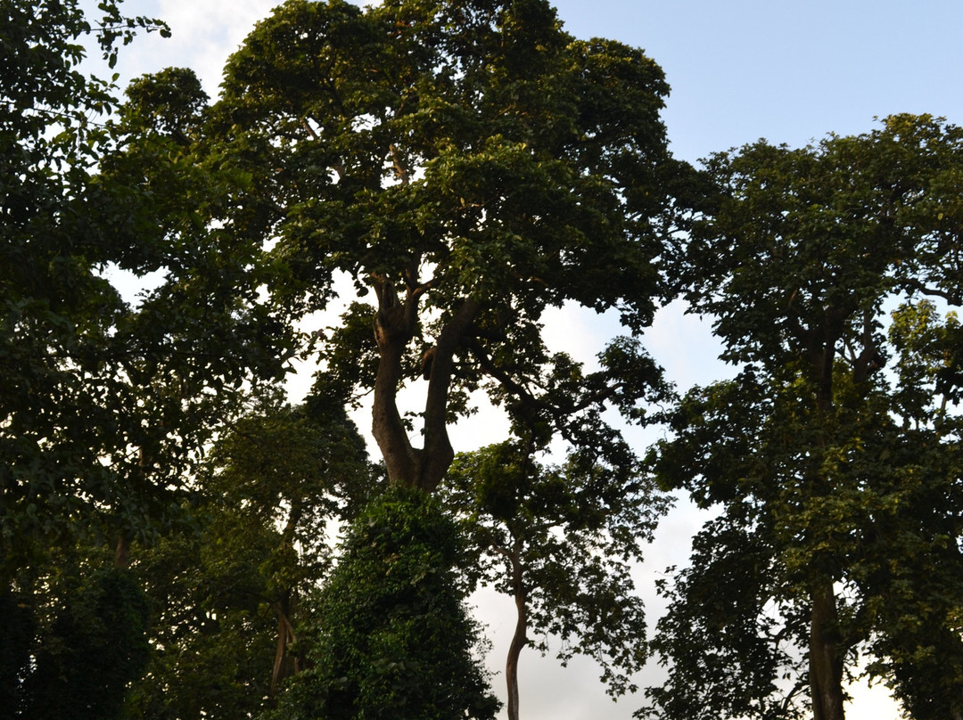 Foret Sacree de Kpasse-Ouidah必去景点