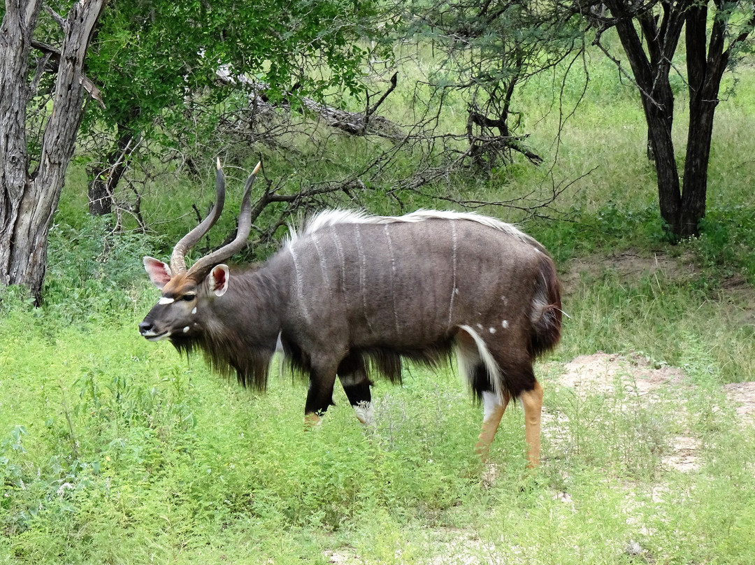 Pabeni Gate Kruger National Park景点图片