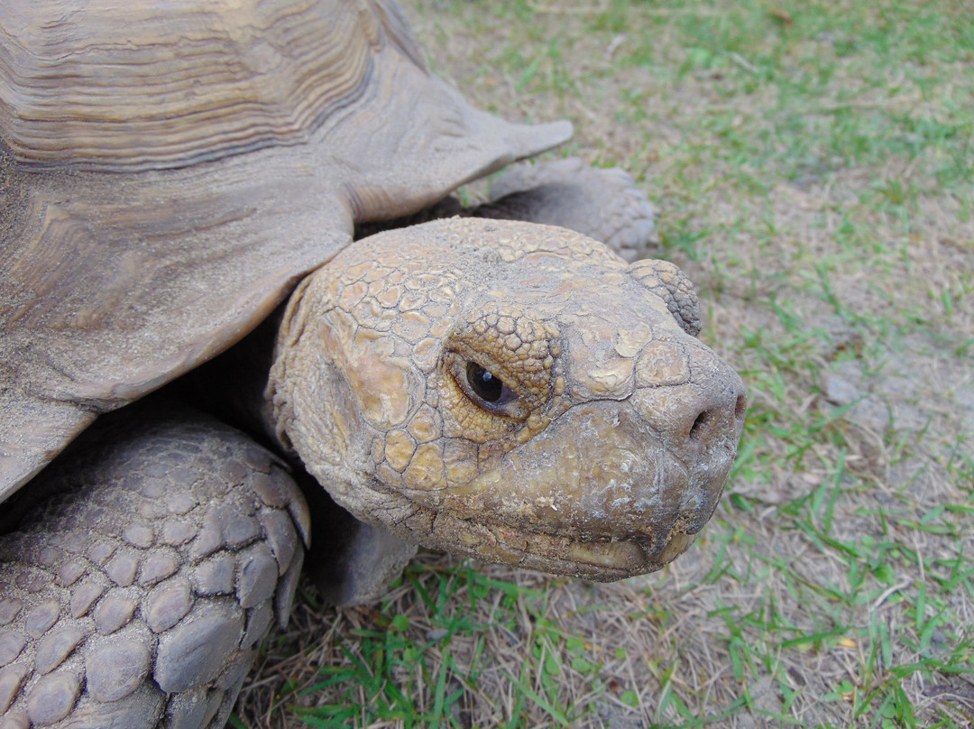 Lubee Bat Conservancy-盖恩斯维尔必去景点