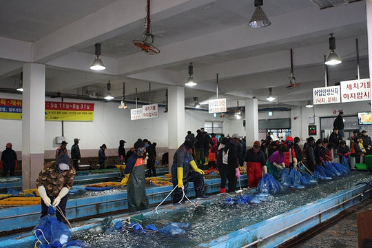 Nokdong Port-高兴郡必去景点