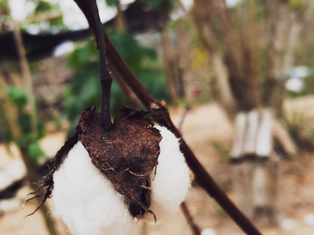 Finca Pinguino Farm-Canoa必去景点