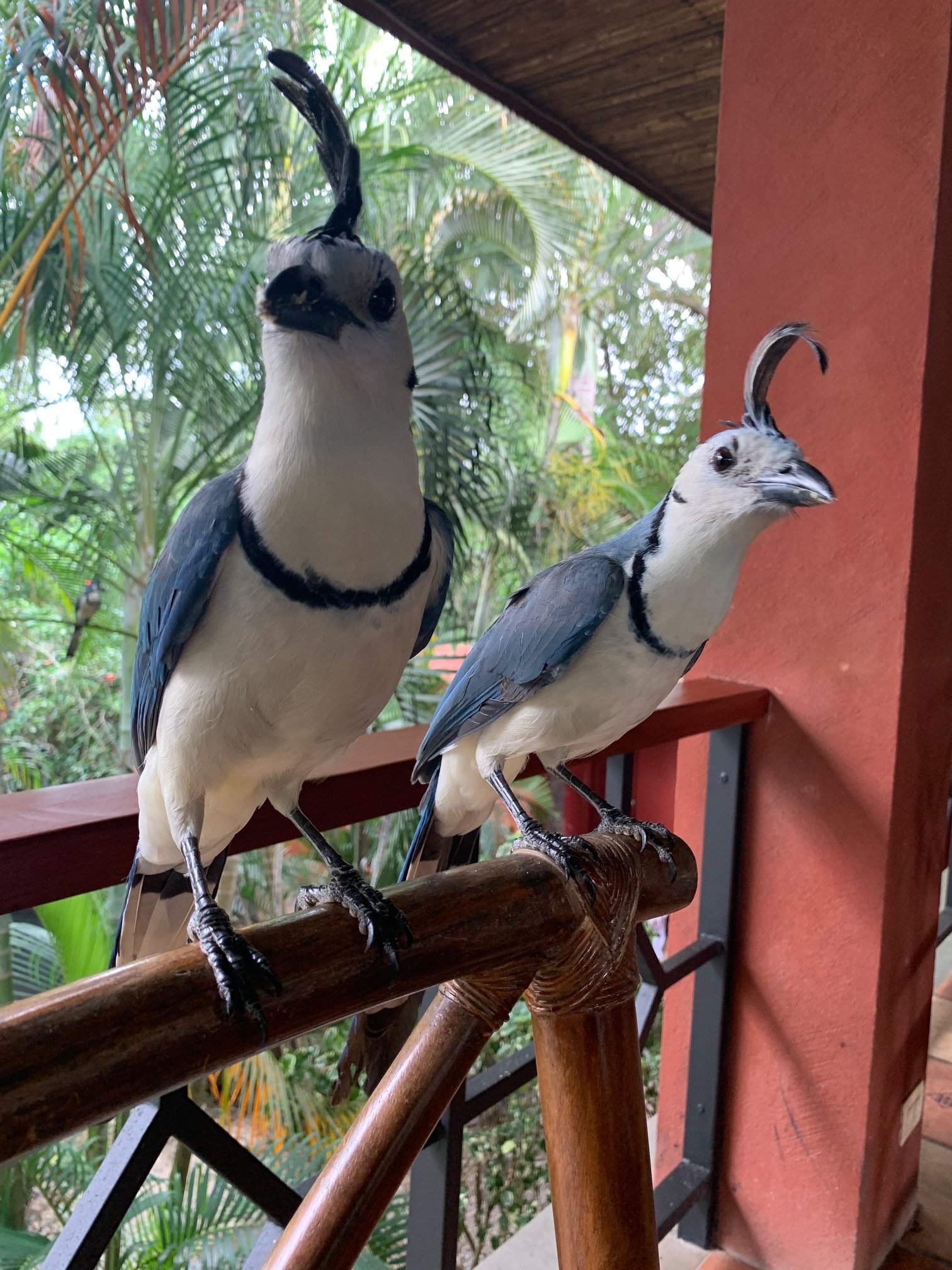 Hotel El Manglar-餐饮