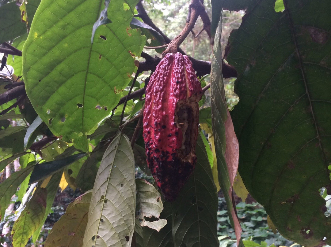 El Paraiso de Tuki B&B-Minca必去景点