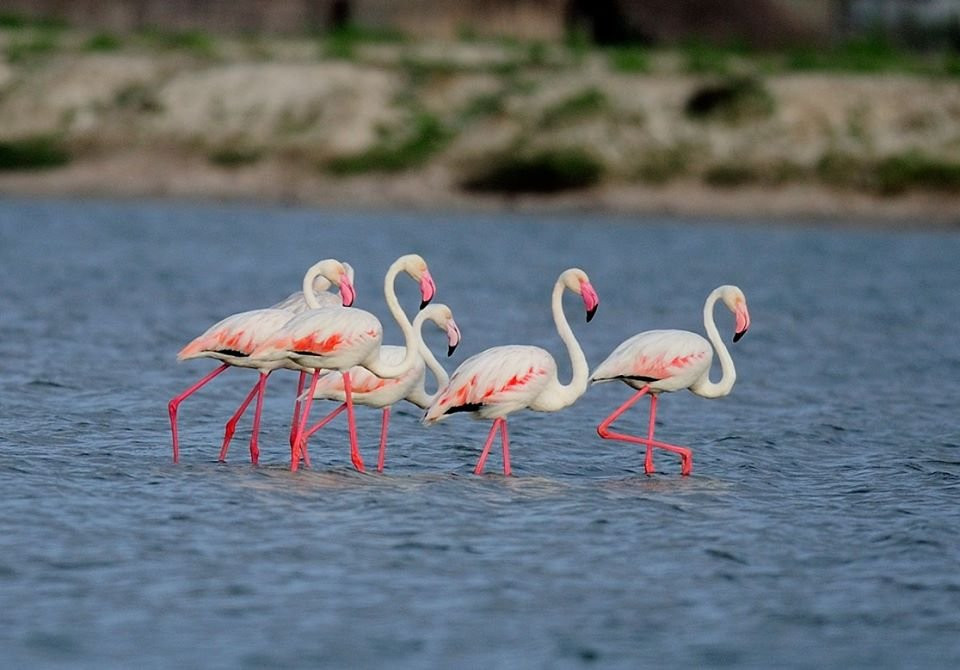 The Palmyrah House主图