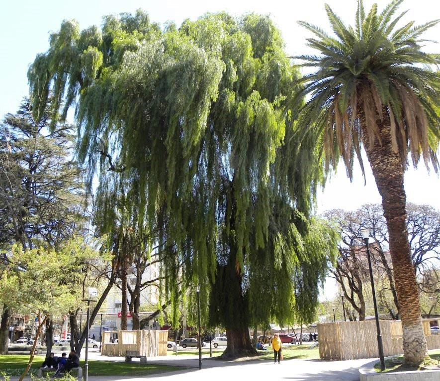 Plaza República de Chile景点图片